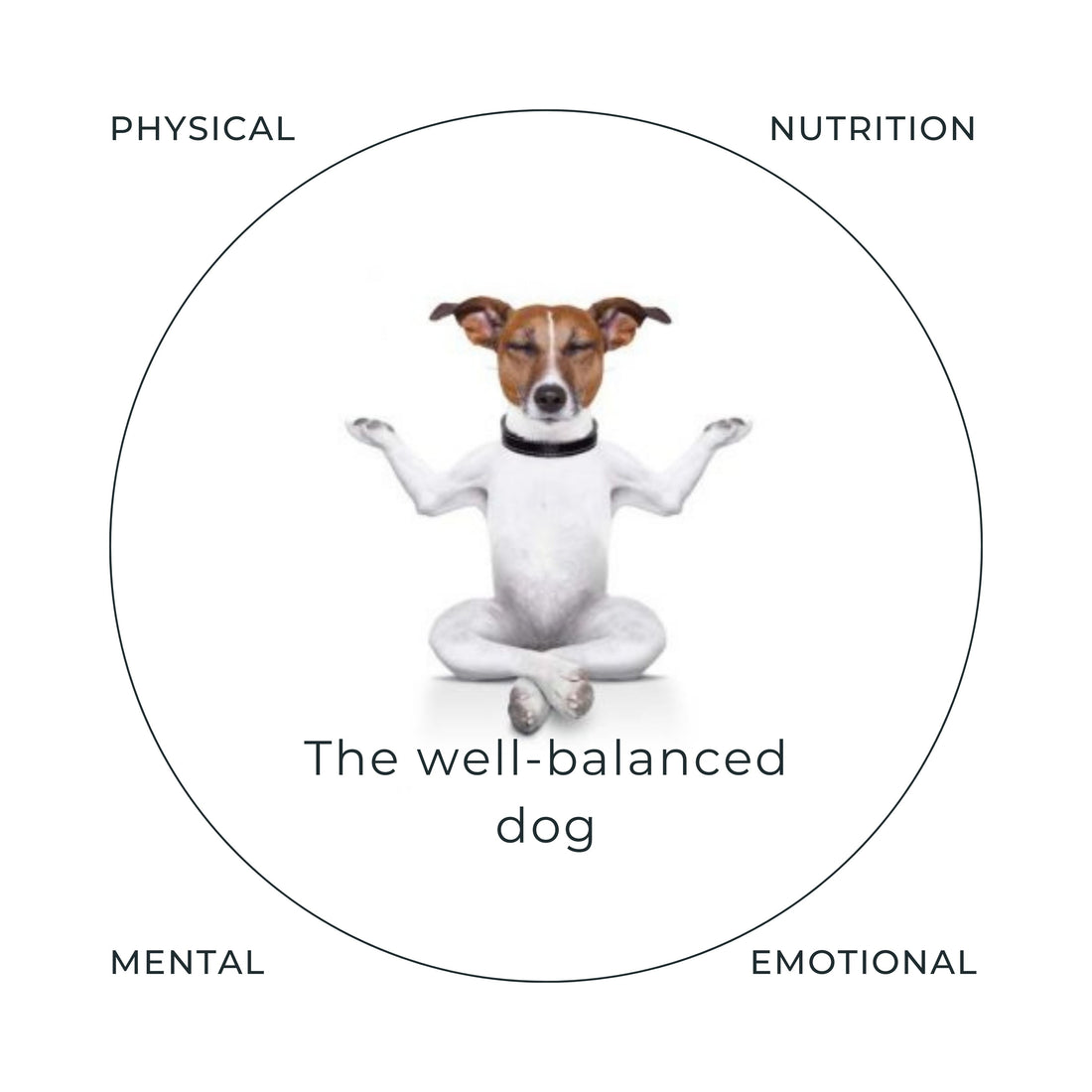 The well-balanced dog